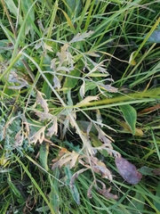 Saposhnikovia divaricata