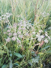 Saposhnikovia divaricata