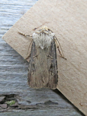 Agrotis stigmosa