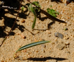 Albuca dilucula