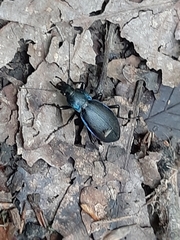 Carabus purpurascens