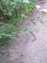 Achillea asiatica