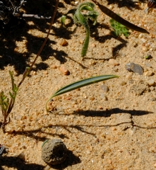 Albuca dilucula