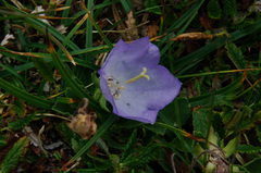 Campanula raineri