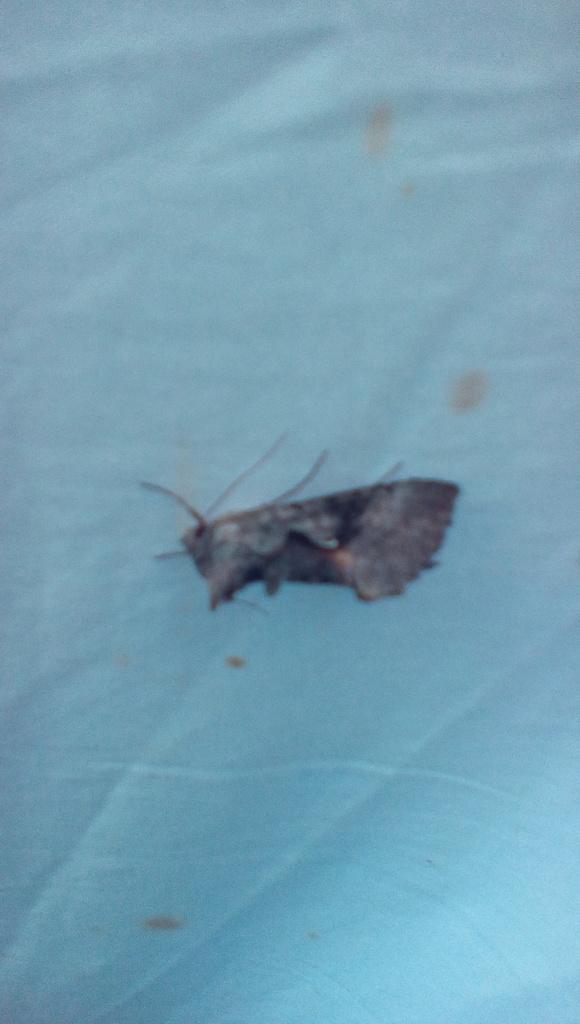 Epigaea Looper Moth