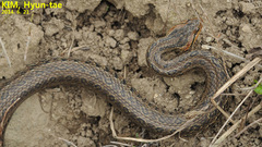 Oocatochus rufodorsatus