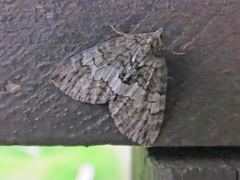 Hydriomena transfigurata