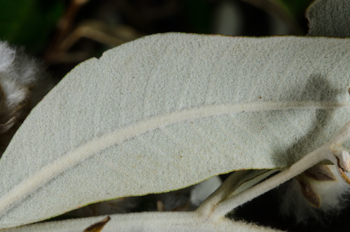 Tarchonanthus camphoratus image