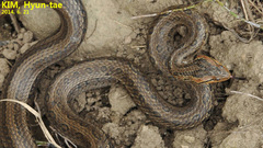 Oocatochus rufodorsatus