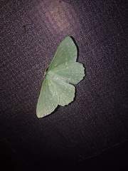 Geometra papilionaria