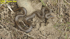 Oocatochus rufodorsatus