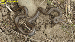 Oocatochus rufodorsatus