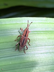 Sphenocorynes kosempoensis