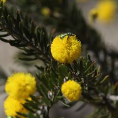 Acacia torringtonensis