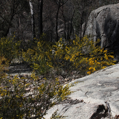Acacia torringtonensis
