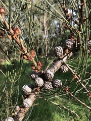 Allocasuarina paradoxa