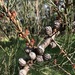Green Sheoak - Photo (c) paulinecranny, some rights reserved (CC BY-NC), uploaded by paulinecranny