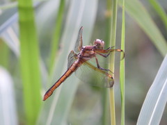 Libellula flavida