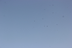 Falco naumanni