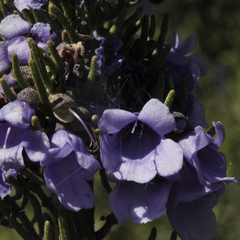 Prostanthera teretifolia