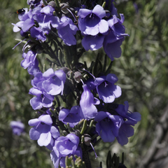 Prostanthera teretifolia