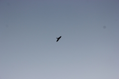 Falco naumanni