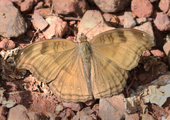 Junonia iphita iphita