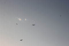 Falco naumanni
