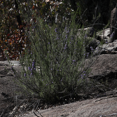 Prostanthera teretifolia