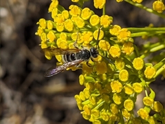 Colpa quinquecincta