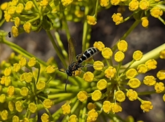 Colpa quinquecincta