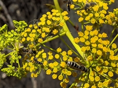 Colpa quinquecincta