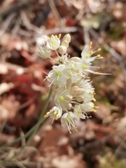 Allium marschalianum