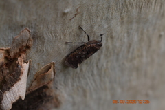 Penthicodes pulchellus