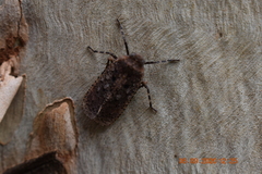 Penthicodes pulchellus