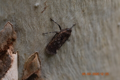 Penthicodes pulchellus