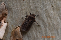 Penthicodes pulchellus