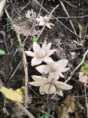 Geastrum rufescens