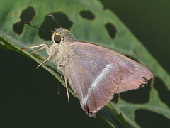 Hasora chromus chromus