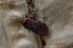 Penthicodes atomaria