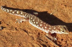 Rhynchoedura ormsbyi