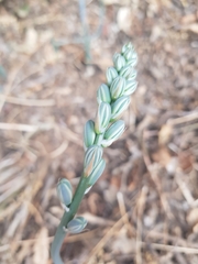Albuca glauca