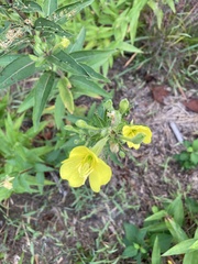 Oenothera