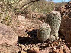 Escobaria chihuahuensis