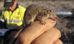 Planigale tenuirostris