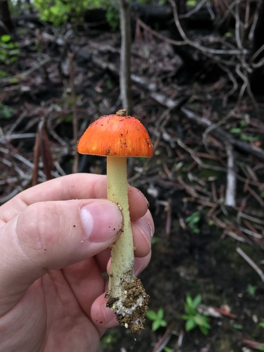 False Caesar's Mushroom
