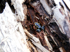 Eleutherodactylus iberia