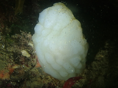 Phallusia mammillata