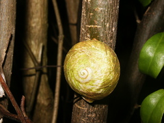 Caracolus