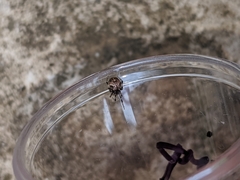 Cryptachaea blattea
